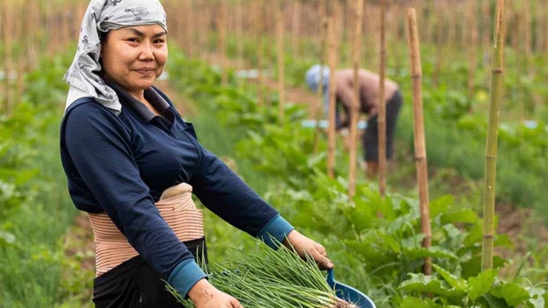 Mulher colhendo do campo.